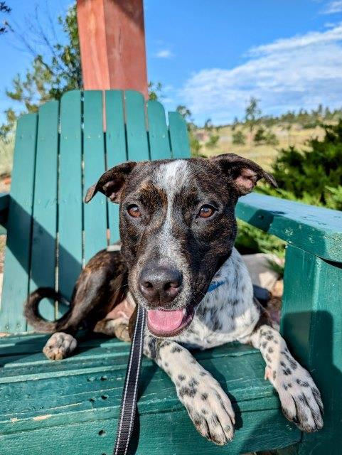 Tex, an adoptable Australian Cattle Dog / Blue Heeler, Mixed Breed in Pagosa Springs, CO, 81147 | Photo Image 4