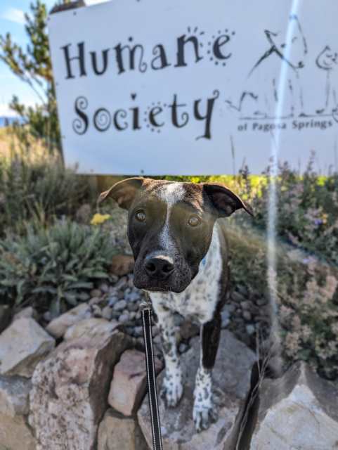 Tex, an adoptable Australian Cattle Dog / Blue Heeler, Mixed Breed in Pagosa Springs, CO, 81147 | Photo Image 5