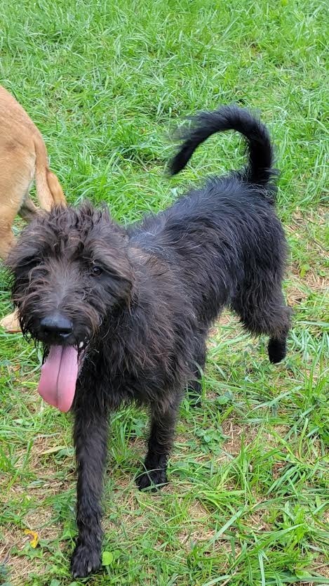 BANJO, an adoptable Affenpinscher in Crossville, TN, 38557 | Photo Image 1