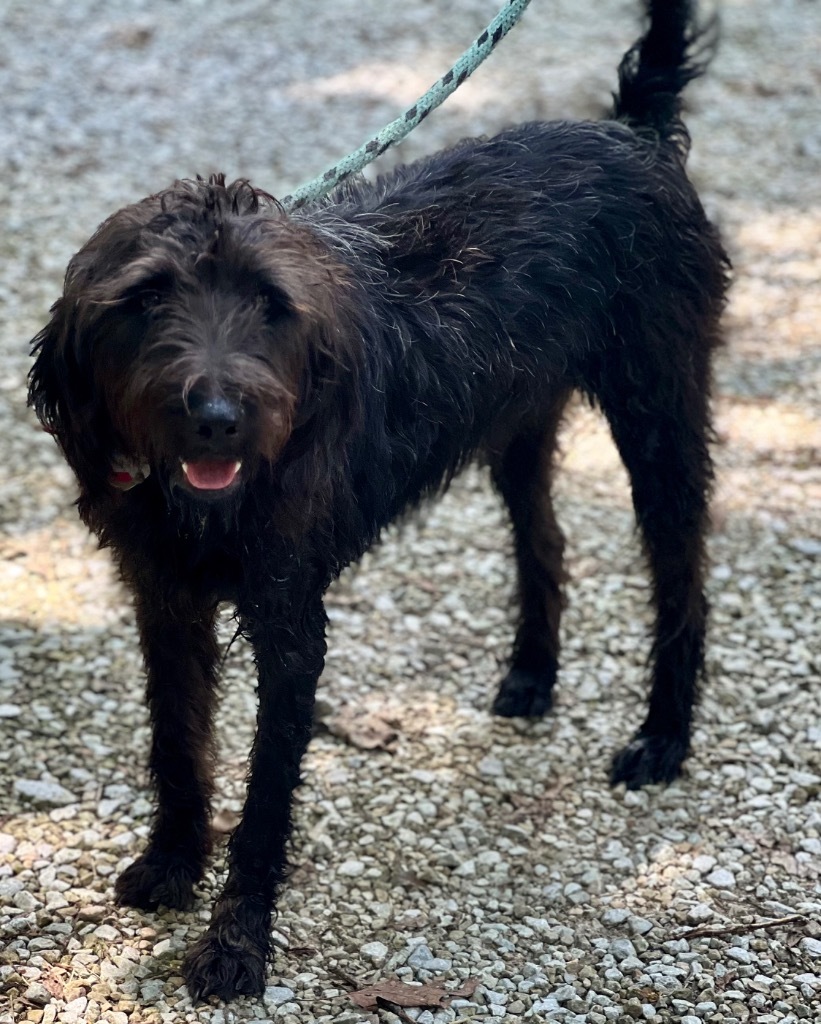 BANJO, an adoptable Affenpinscher in Crossville, TN, 38557 | Photo Image 2