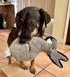 Goose 2 photo 1
