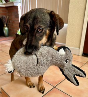 Goose 2, Adult Female Mixed Breed