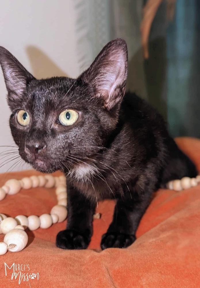 Atticus, an adoptable Domestic Short Hair in Spokane , WA, 99209 | Photo Image 3