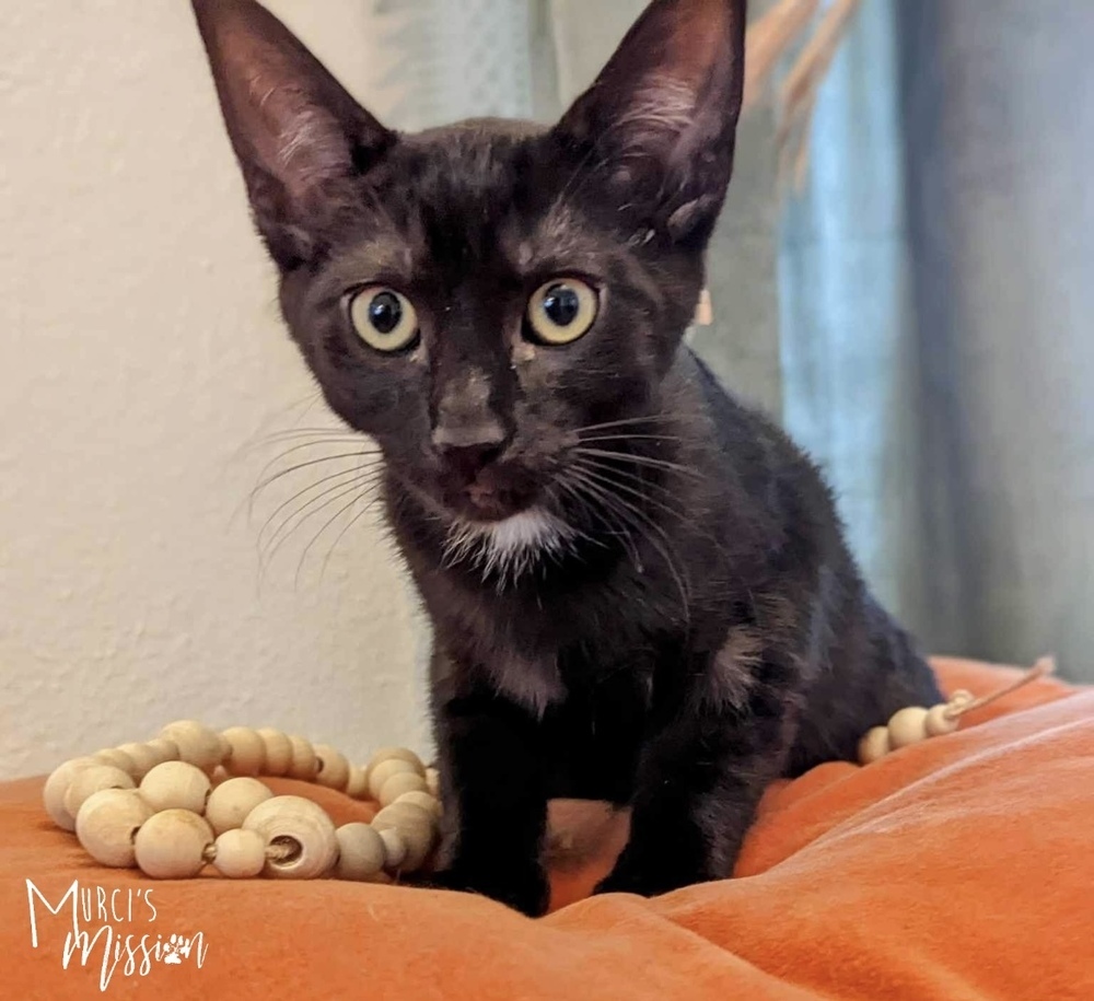 Atticus, an adoptable Domestic Short Hair in Spokane , WA, 99209 | Photo Image 4