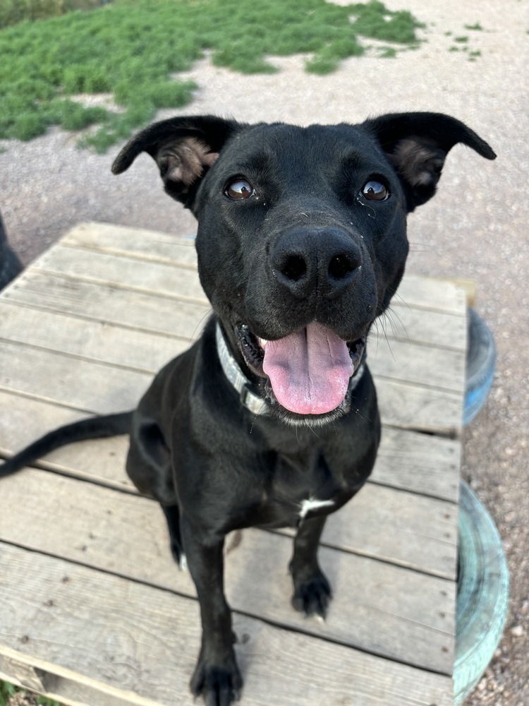 Euli, an adoptable Mixed Breed in Rapid City, SD, 57702 | Photo Image 1