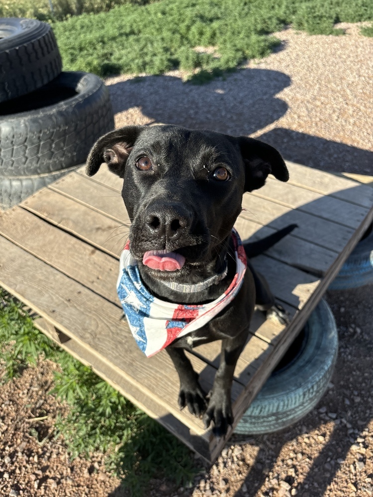 Euli, an adoptable Mixed Breed in Rapid City, SD, 57702 | Photo Image 2