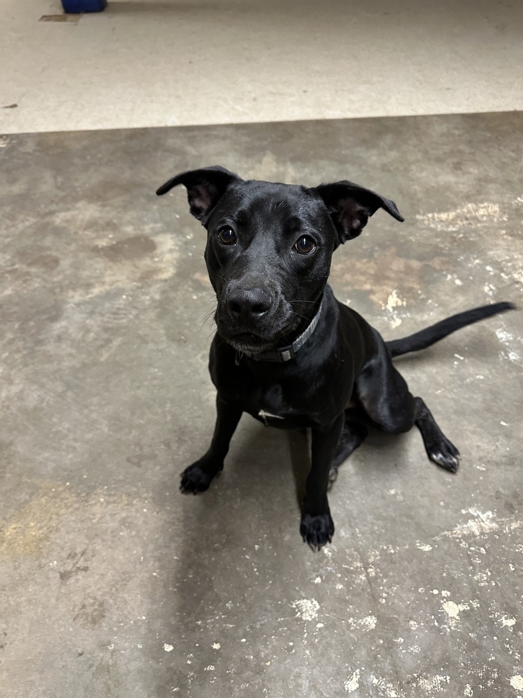 Euli, an adoptable Mixed Breed in Rapid City, SD, 57702 | Photo Image 3