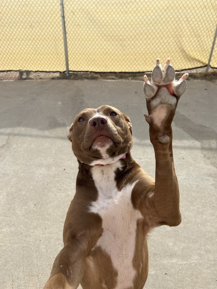 Sheena, an adoptable Mixed Breed in Rapid City, SD, 57702 | Photo Image 5