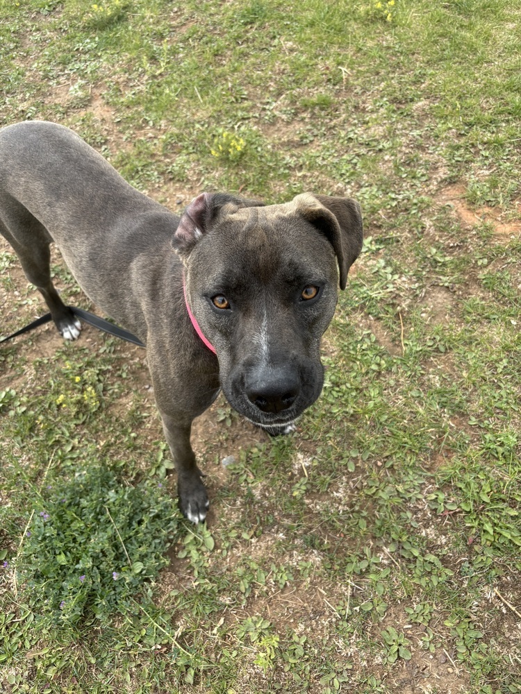 Maisie, an adoptable Mixed Breed in Rapid City, SD, 57702 | Photo Image 1