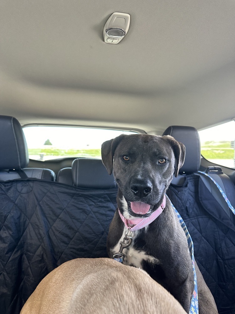 Maisie, an adoptable Mixed Breed in Rapid City, SD, 57702 | Photo Image 4