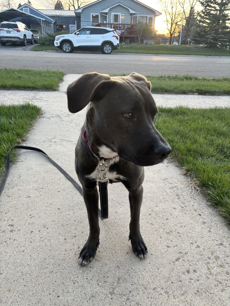 Maisie, an adoptable Mixed Breed in Rapid City, SD, 57702 | Photo Image 6