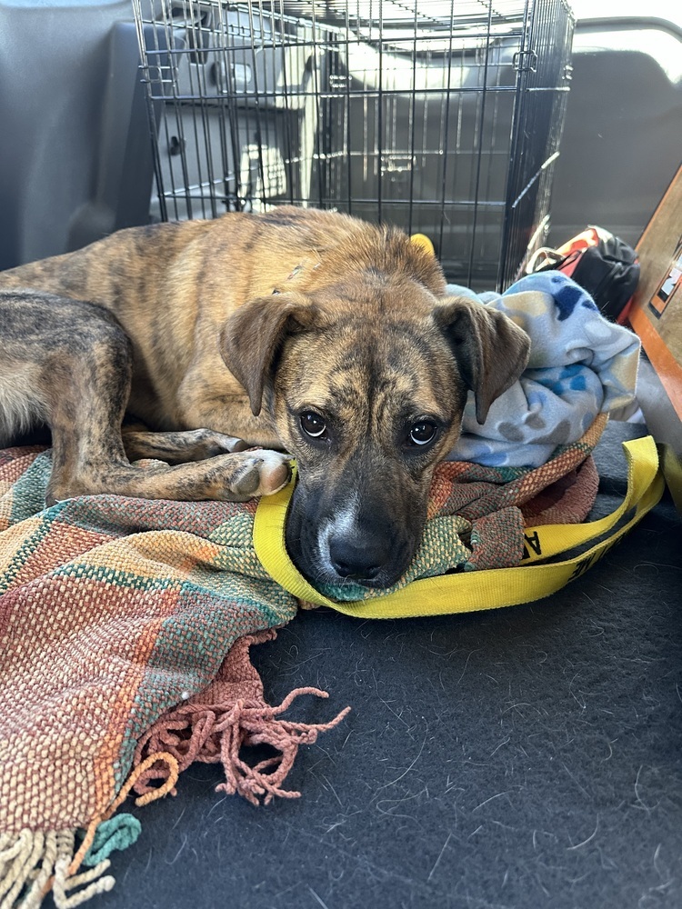 Foxy, an adoptable Mixed Breed in Rapid City, SD, 57702 | Photo Image 1