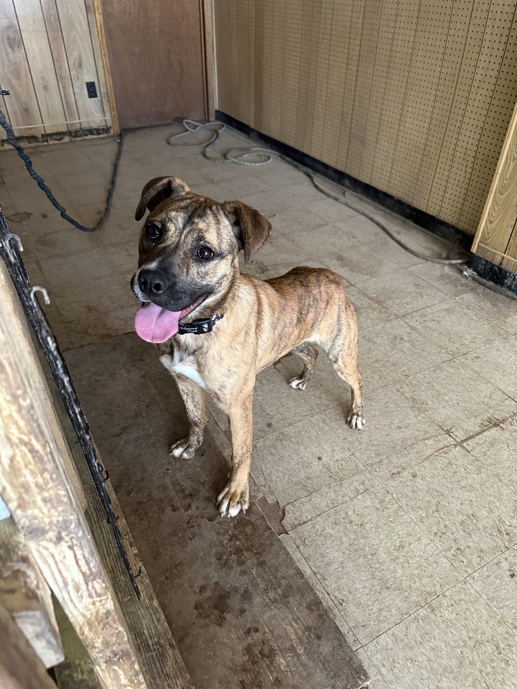 Foxy, an adoptable Mixed Breed in Rapid City, SD, 57702 | Photo Image 2