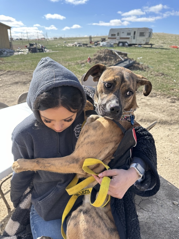 Foxy, an adoptable Mixed Breed in Rapid City, SD, 57702 | Photo Image 3