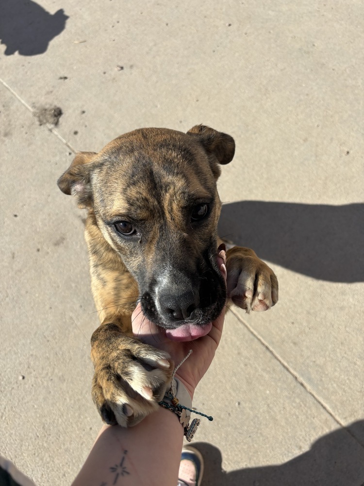 Foxy, an adoptable Mixed Breed in Rapid City, SD, 57702 | Photo Image 4