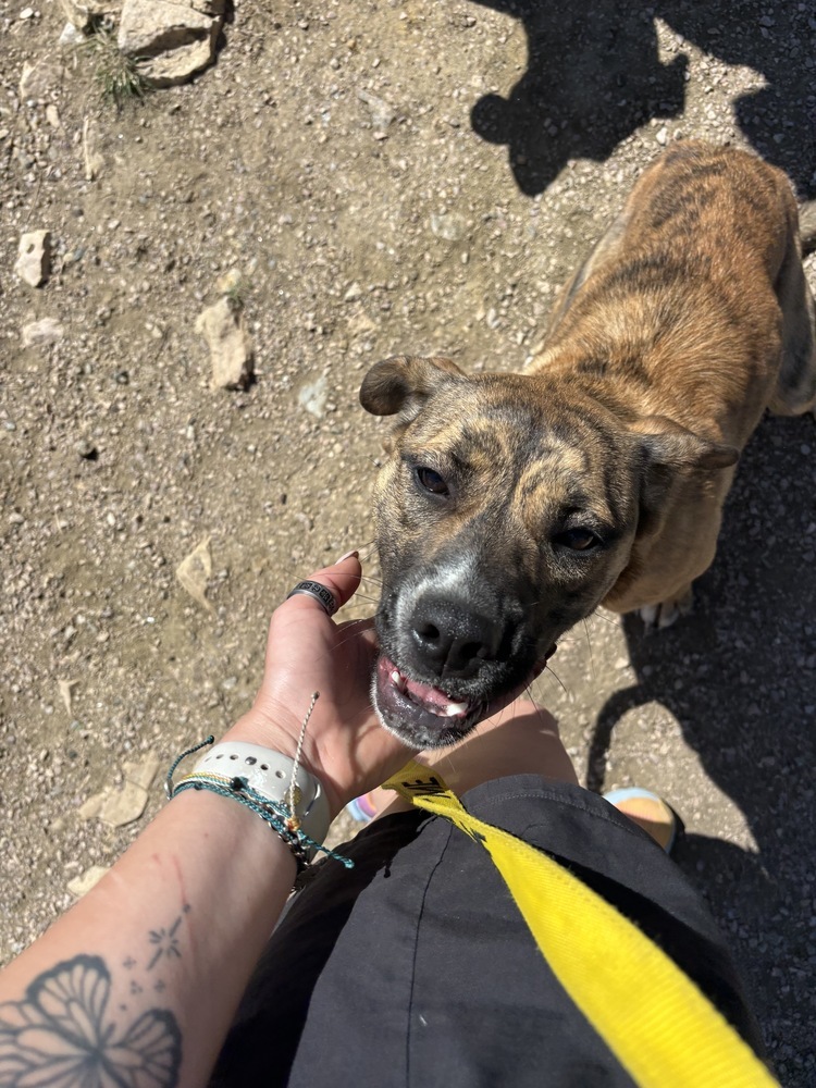 Foxy, an adoptable Mixed Breed in Rapid City, SD, 57702 | Photo Image 6