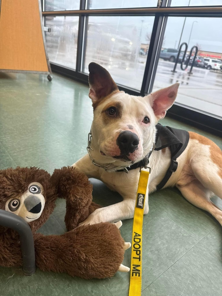 Hambone, an adoptable Mixed Breed in Rapid City, SD, 57702 | Photo Image 1