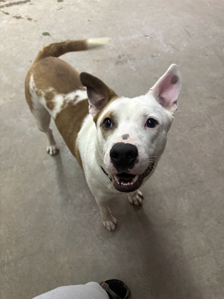 Hambone, an adoptable Mixed Breed in Rapid City, SD, 57702 | Photo Image 3