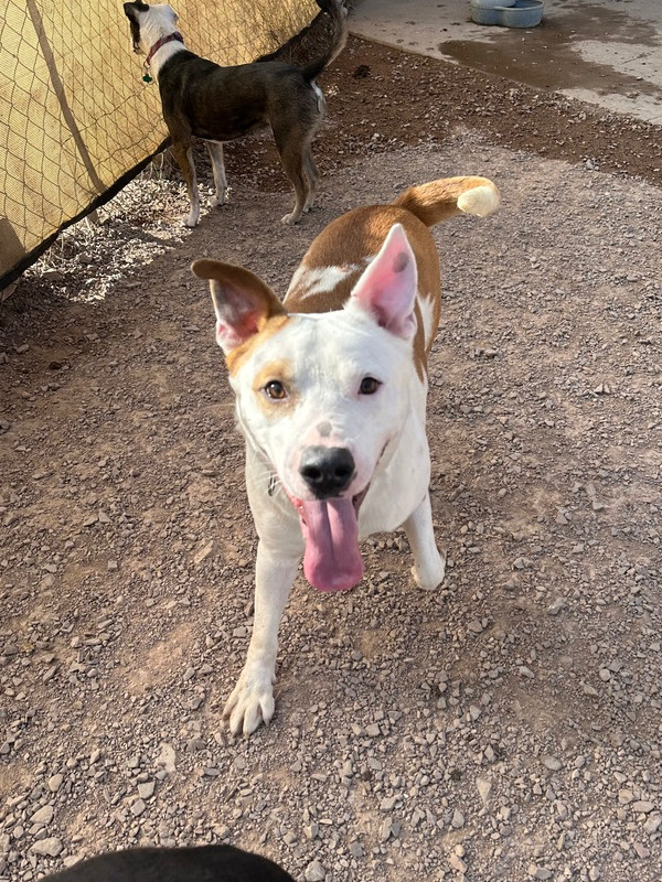 Hambone, an adoptable Mixed Breed in Rapid City, SD, 57702 | Photo Image 5