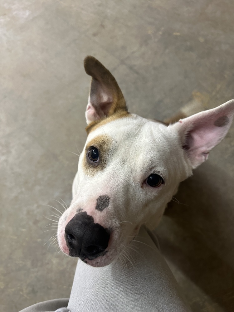 Hambone, an adoptable Mixed Breed in Rapid City, SD, 57702 | Photo Image 6