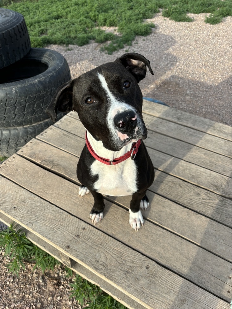 Healy, an adoptable Mixed Breed in Rapid City, SD, 57702 | Photo Image 1