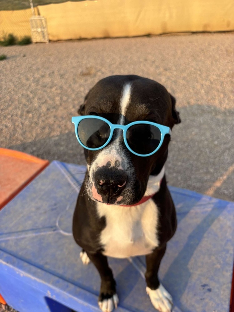 Healy, an adoptable Mixed Breed in Rapid City, SD, 57702 | Photo Image 2