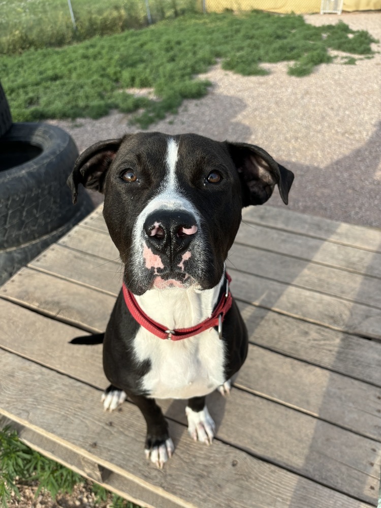 Healy, an adoptable Mixed Breed in Rapid City, SD, 57702 | Photo Image 3