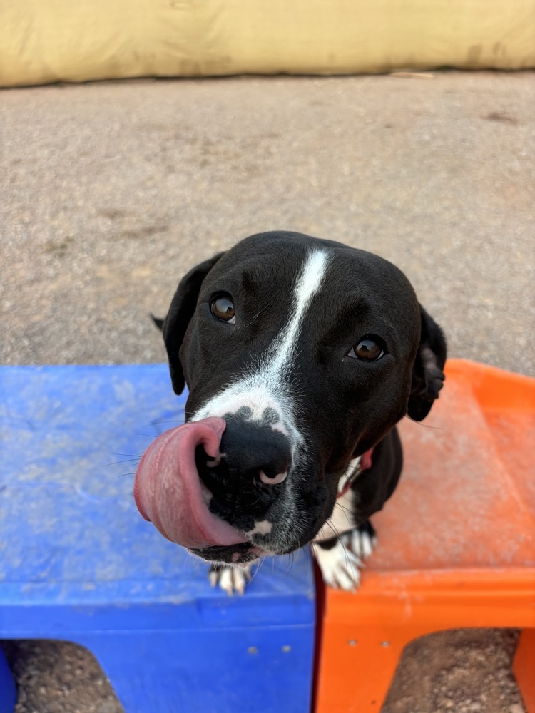 Healy, an adoptable Mixed Breed in Rapid City, SD, 57702 | Photo Image 5