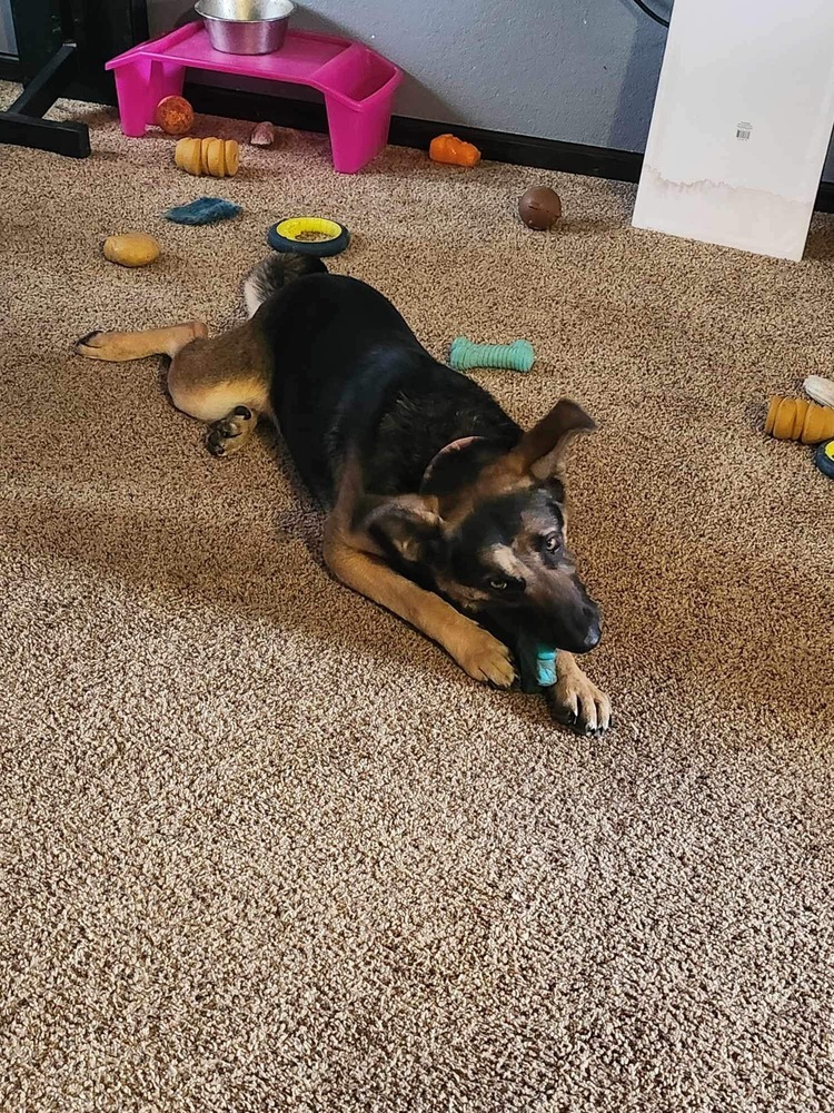 Lily, an adoptable German Shepherd Dog in Rapid City, SD, 57702 | Photo Image 3