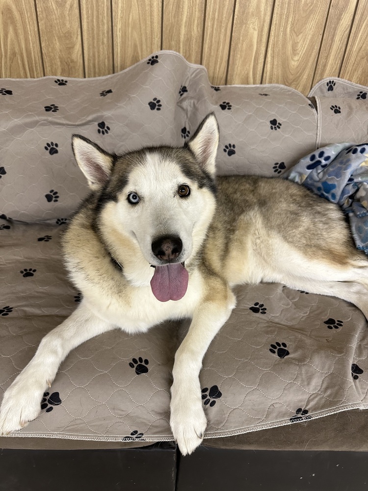 Archer, an adoptable Husky in Rapid City, SD, 57702 | Photo Image 2