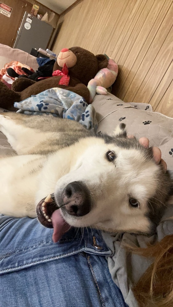 Archer, an adoptable Husky in Rapid City, SD, 57702 | Photo Image 3