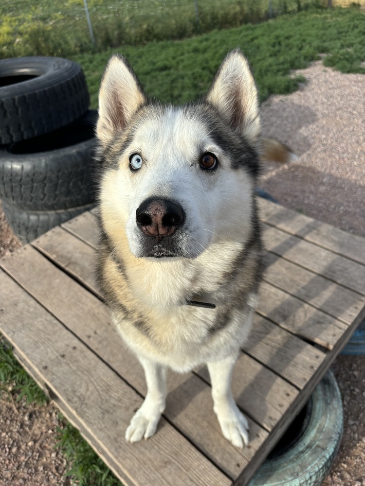 Archer, an adoptable Husky in Rapid City, SD, 57702 | Photo Image 4