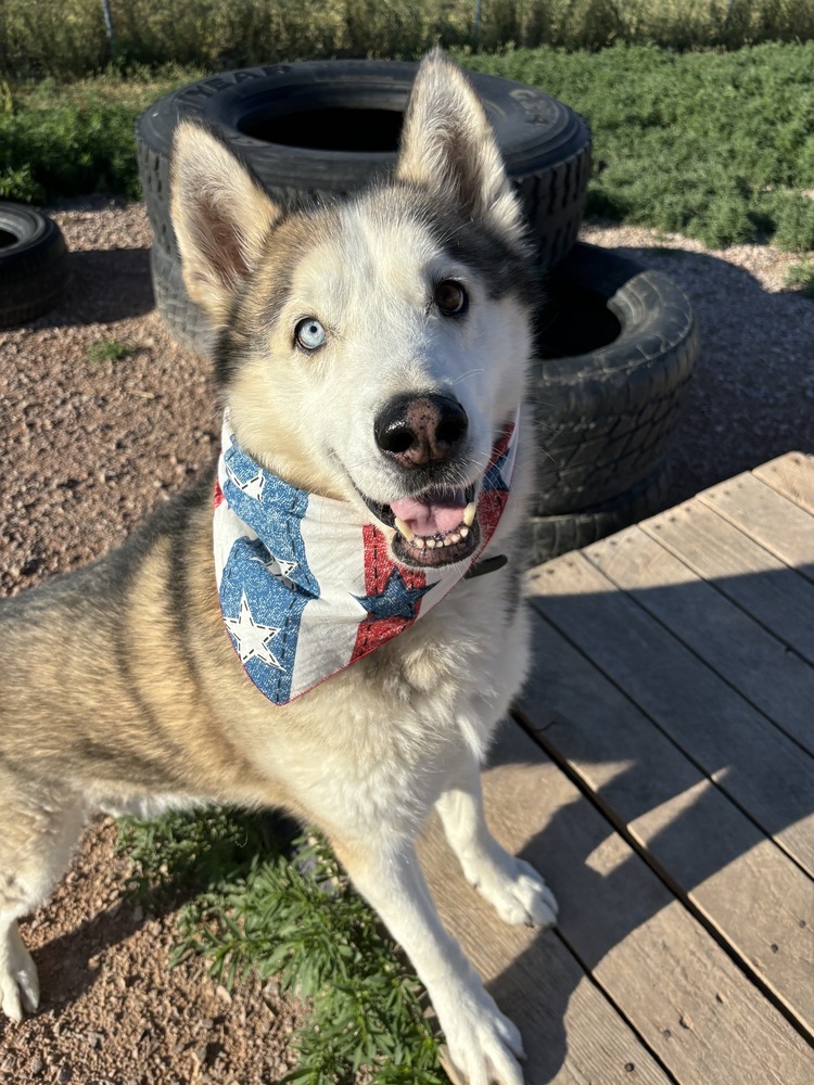 Archer, an adoptable Husky in Rapid City, SD, 57702 | Photo Image 5