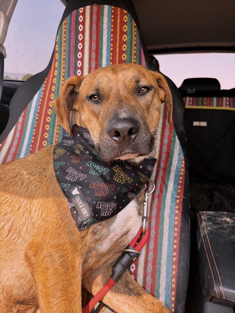 Blake, an adoptable Mixed Breed in Rapid City, SD, 57702 | Photo Image 1