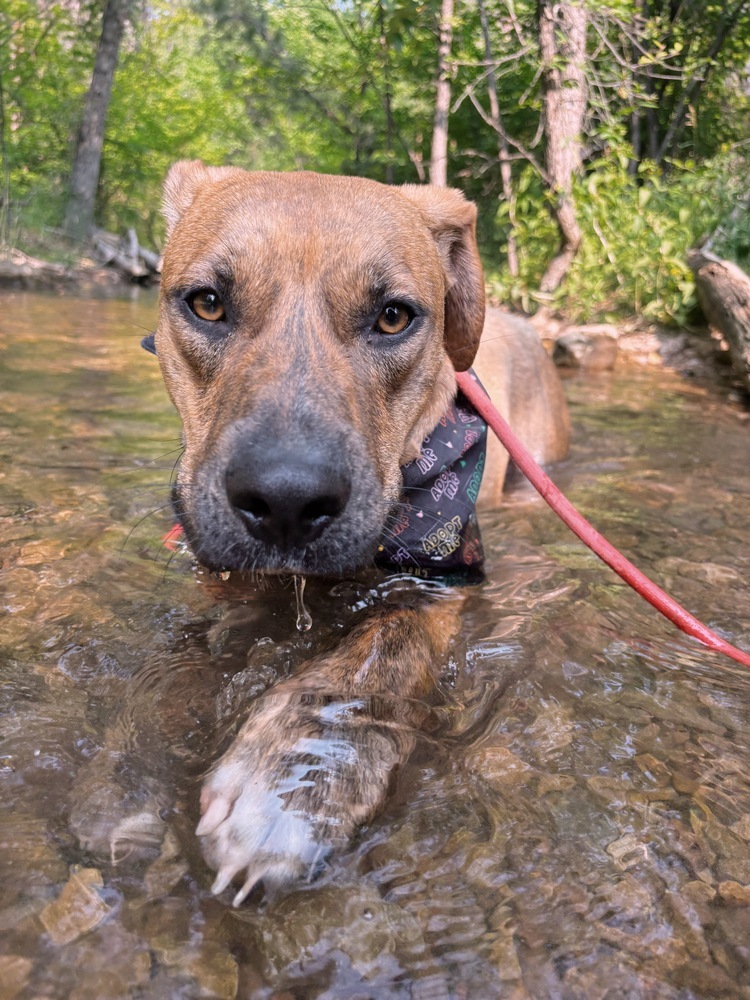 Blake, an adoptable Mixed Breed in Rapid City, SD, 57702 | Photo Image 2