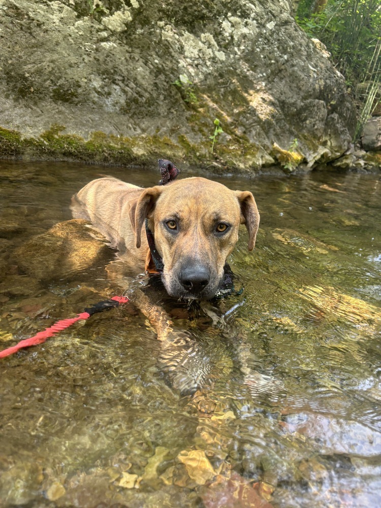 Blake, an adoptable Mixed Breed in Rapid City, SD, 57702 | Photo Image 4