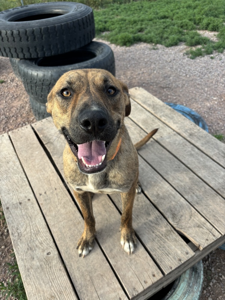 Blake, an adoptable Mixed Breed in Rapid City, SD, 57702 | Photo Image 5