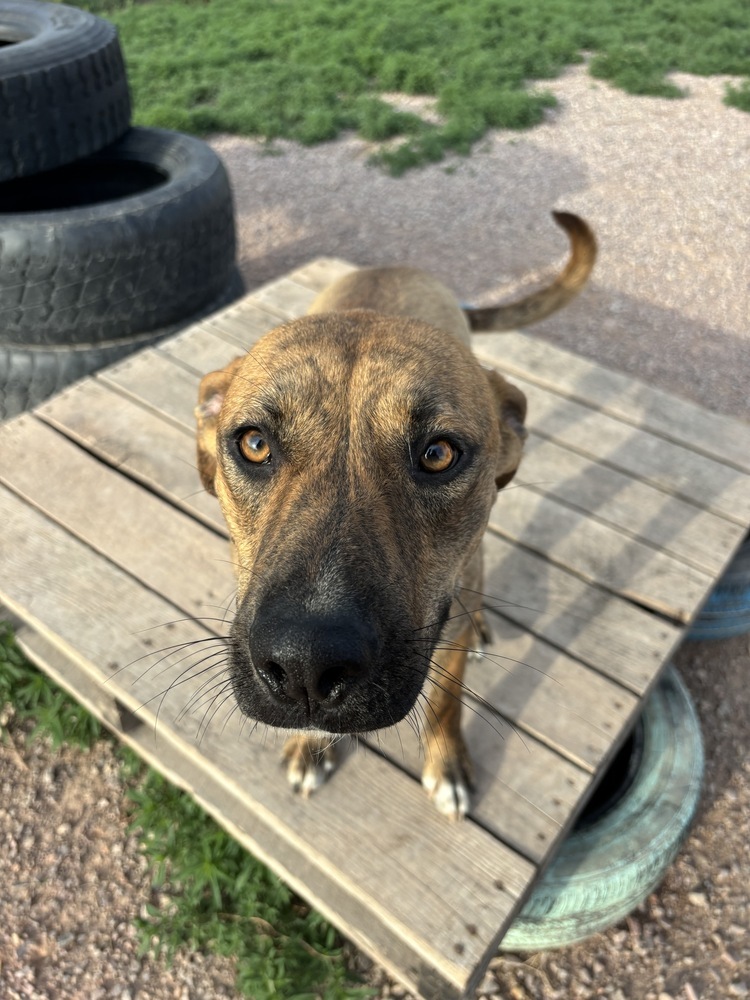 Blake, an adoptable Mixed Breed in Rapid City, SD, 57702 | Photo Image 6