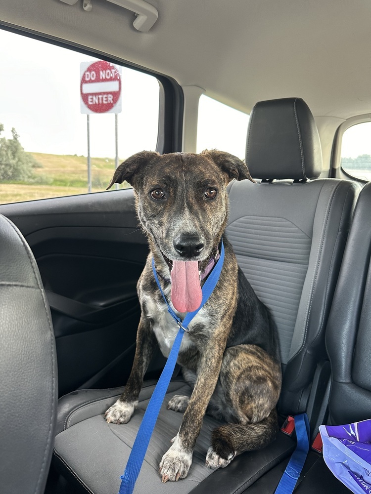 Maple, an adoptable Mixed Breed in Rapid City, SD, 57702 | Photo Image 1