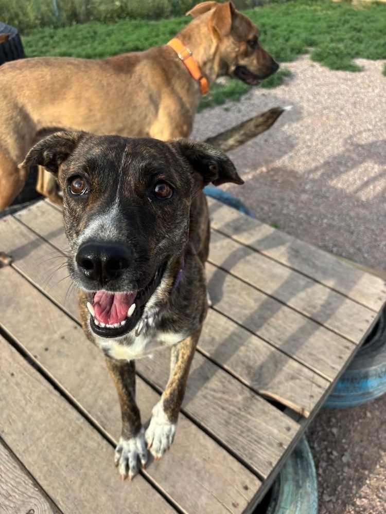 Maple, an adoptable Mixed Breed in Rapid City, SD, 57702 | Photo Image 2