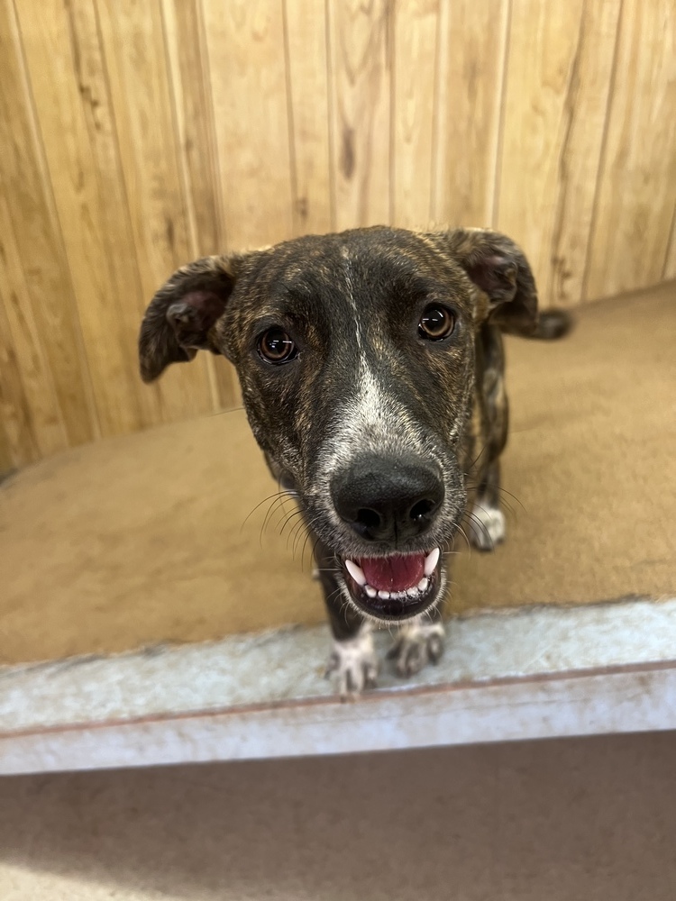 Maple, an adoptable Mixed Breed in Rapid City, SD, 57702 | Photo Image 6