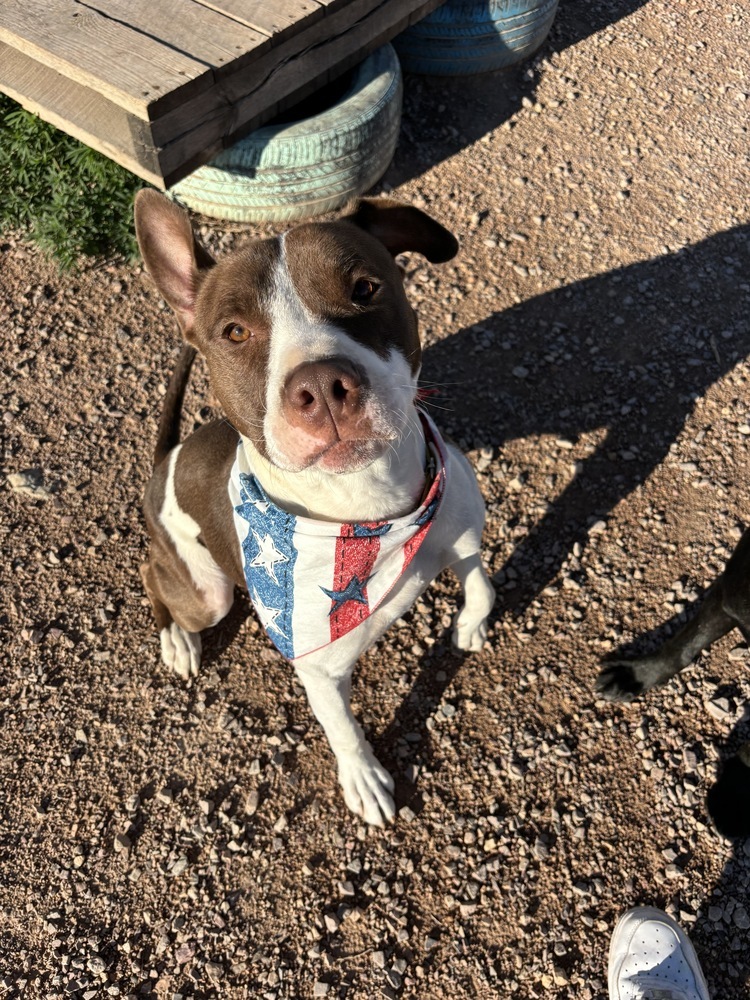 Roger, an adoptable Mixed Breed in Rapid City, SD, 57702 | Photo Image 1