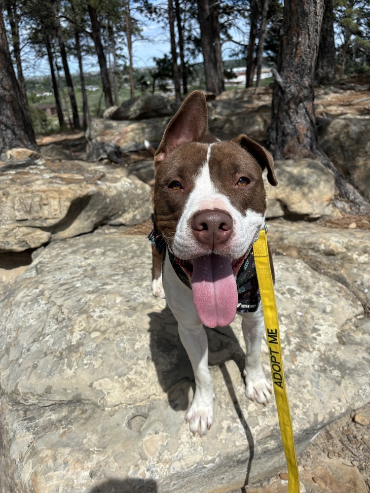 Roger, an adoptable Mixed Breed in Rapid City, SD, 57702 | Photo Image 3