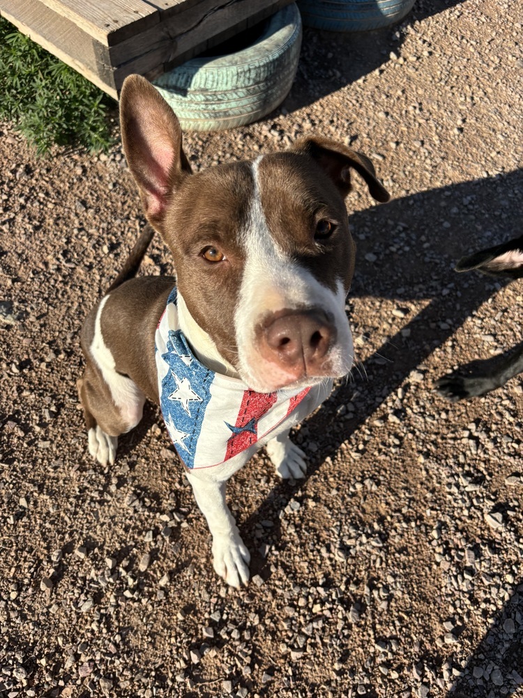 Roger, an adoptable Mixed Breed in Rapid City, SD, 57702 | Photo Image 5