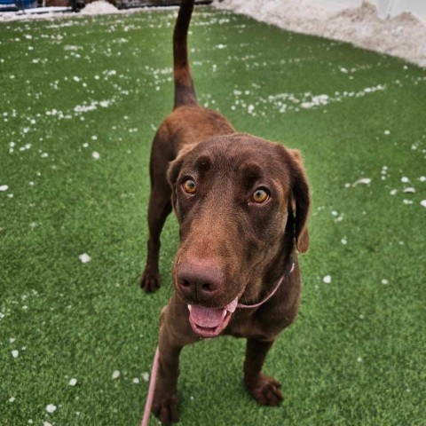 Abba Humbracht, an adoptable Chocolate Labrador Retriever in Eagle Mountain, UT, 84005 | Photo Image 1