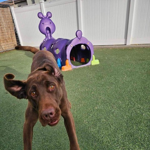 Abba Humbracht, an adoptable Chocolate Labrador Retriever in Eagle Mountain, UT, 84005 | Photo Image 2