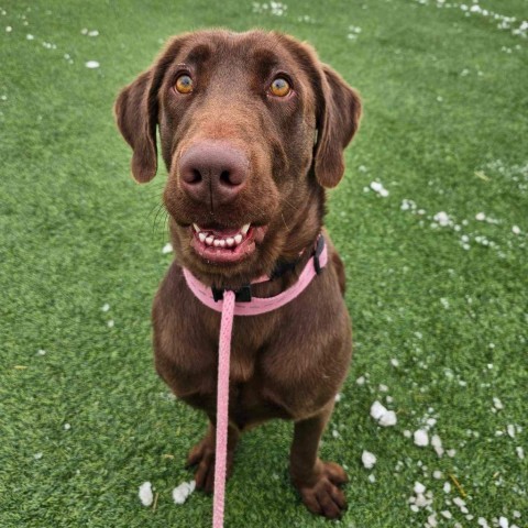 Abba Humbracht, an adoptable Chocolate Labrador Retriever in Eagle Mountain, UT, 84005 | Photo Image 3