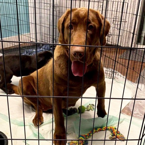 Abba Humbracht, an adoptable Chocolate Labrador Retriever in Eagle Mountain, UT, 84005 | Photo Image 4