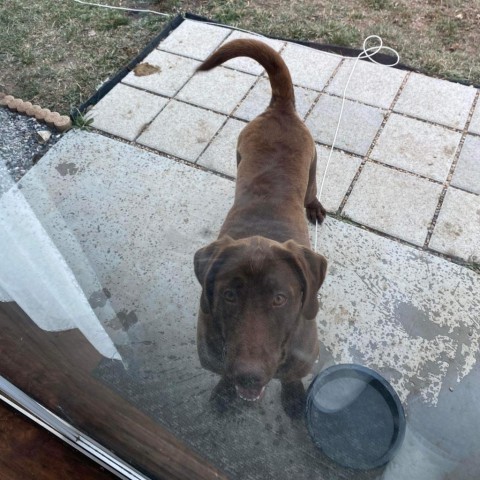 Abba Humbracht, an adoptable Chocolate Labrador Retriever in Eagle Mountain, UT, 84005 | Photo Image 5