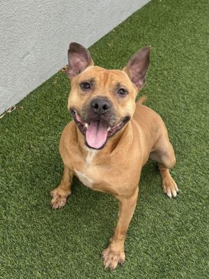 Audie, Young Male Pit Bull Terrier